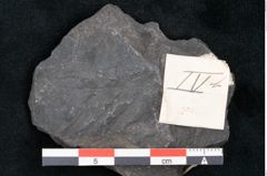 Foto (Detailansicht) von Quercus nelsonica Ettingshausen (NHMW-GEO-2024-0188-10218)